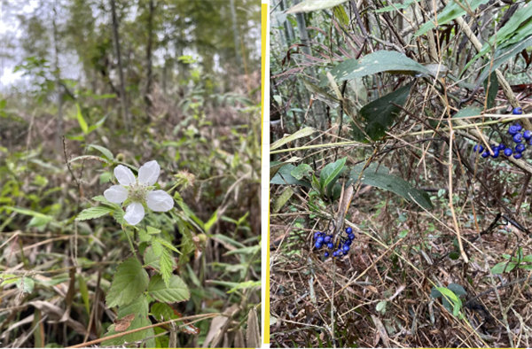 凝心聚力再出發(fā)，風(fēng)雨同舟赴星溪！--廣東博皓2024龍年首登星溪之旅     -5