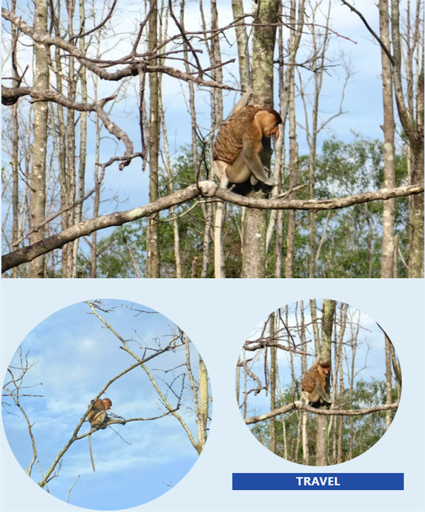 風雨兼程二十載，馬來之旅續新篇&mdash;&mdash;2024年博皓沙巴風情之旅     -4