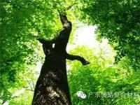 【博皓感悟】欲為大樹(shù)，莫與草爭(zhēng)